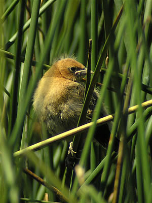  Identify this fledgling!  